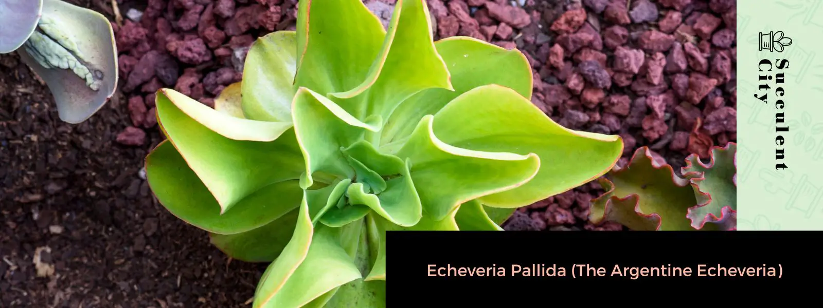 Echeveria Pallida (La Echeveria Argentina)
