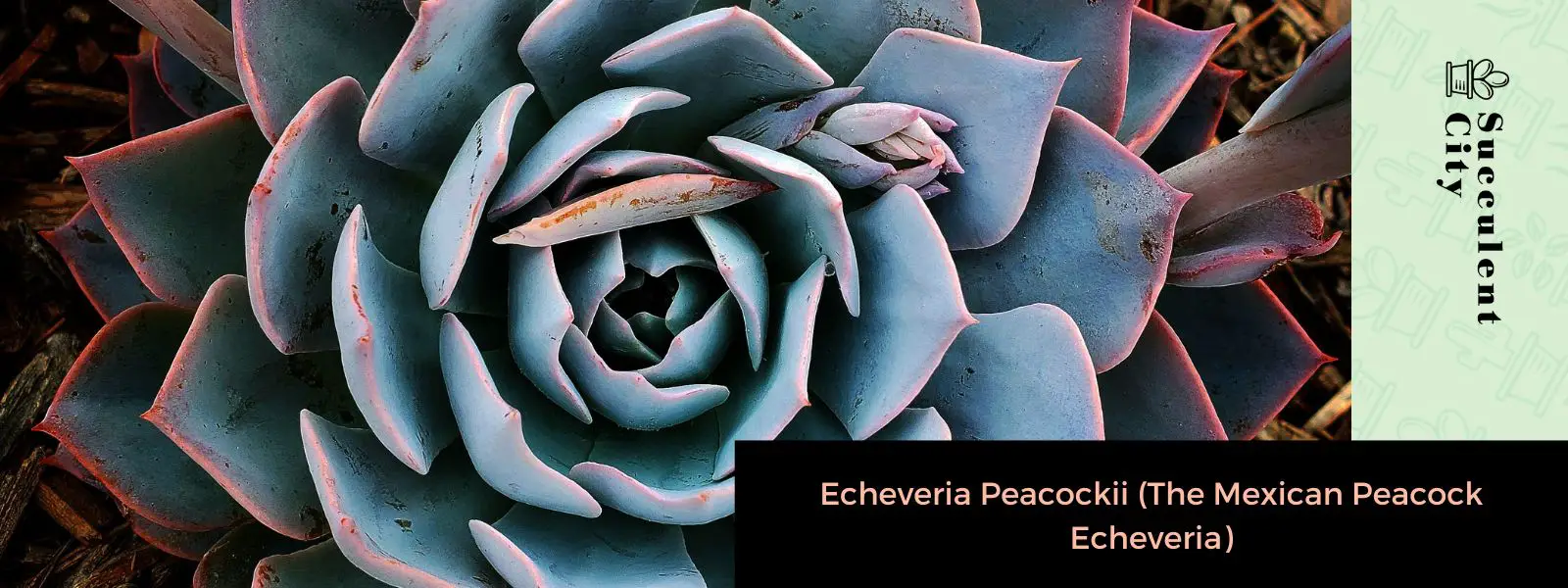 Echeveria Peacockii (La Echeveria Pavo Real Mexicana) Echeveria Peacockii (La Echeveria Pavo Real Mexicana)