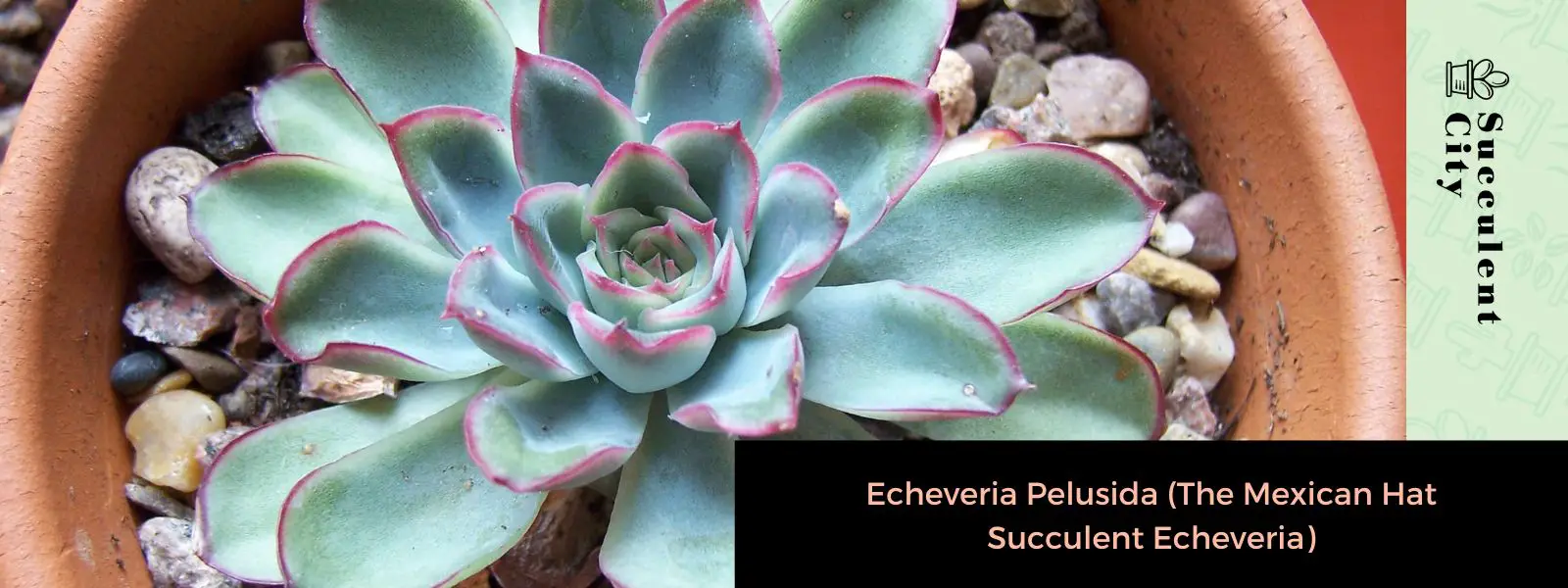 Echeveria Pelusida (La Echeveria Suculenta Del Sombrero Mexicano)