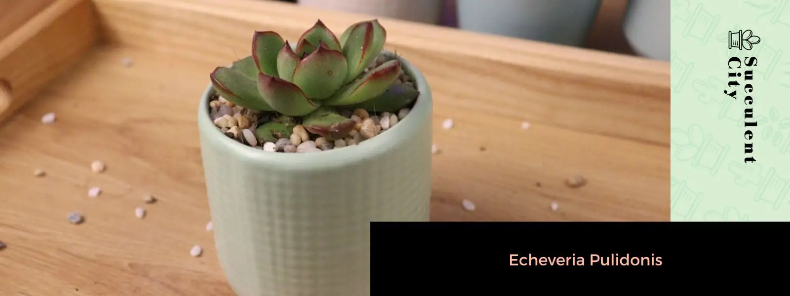 Echeveria Pulidonis (La Echeveria de Pulido)