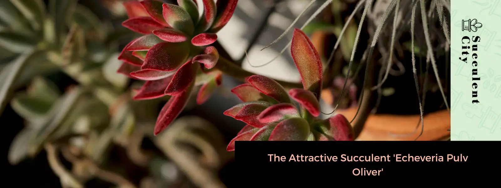 Echeveria Pulv Oliver