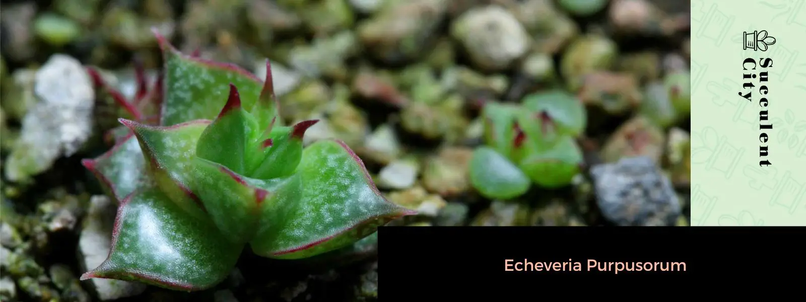Echeveria propósitorum