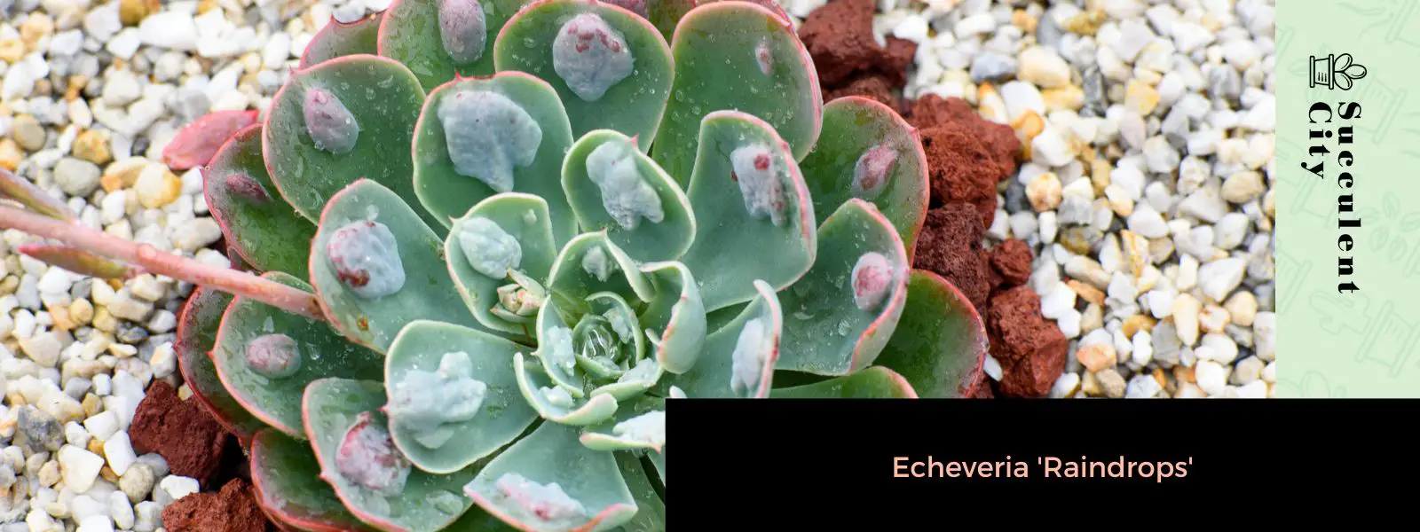 gotas de lluvia de echeveria gotas de lluvia de echeveria