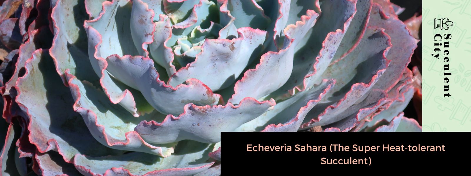 Echeveria Sahara (la suculenta súper tolerante al calor)