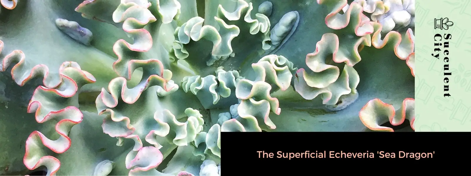 La superficial Echeveria “Sea Dragon” La superficial Echeveria “Sea Dragon”
