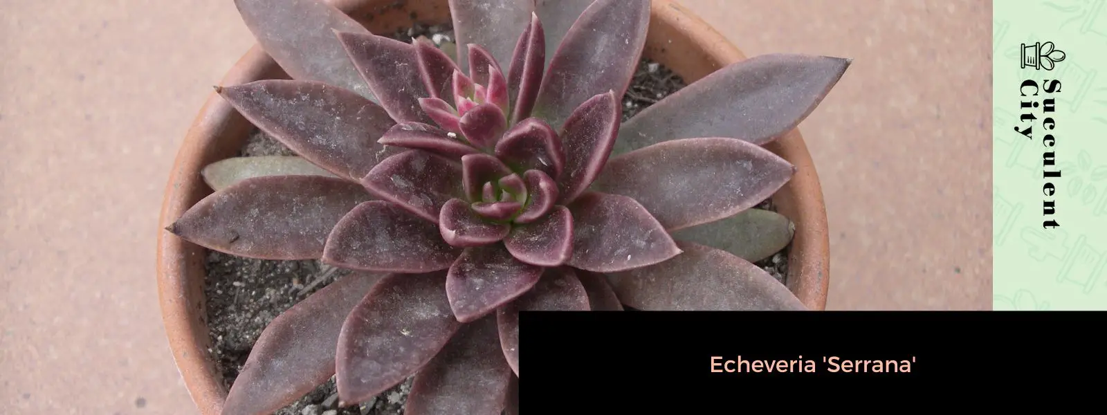 Echeveria Serrana Echeveria Serrana