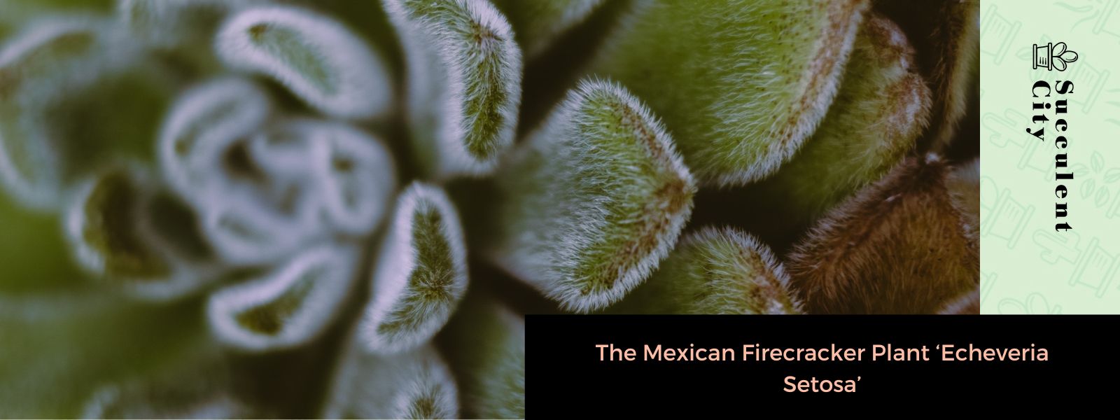 La planta mexicana de fuegos artificiales “Echeveria Setosa”
