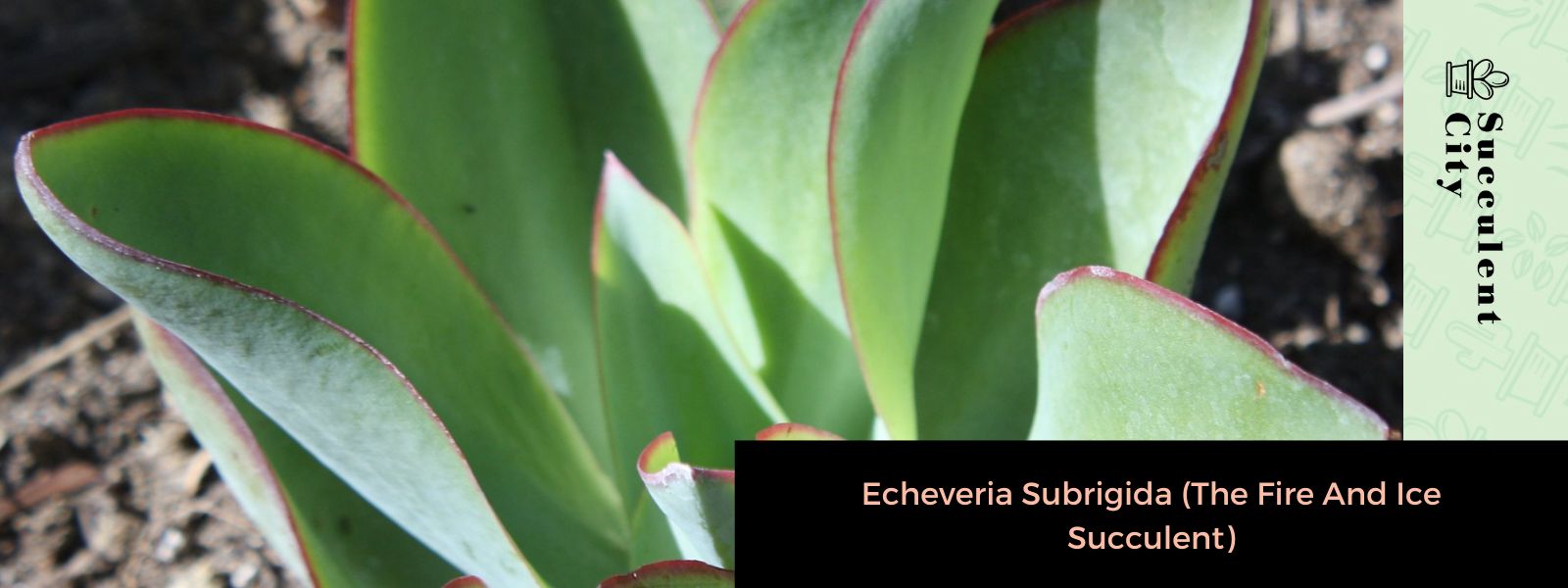 Echeveria Subrigida (La suculenta de fuego y hielo)