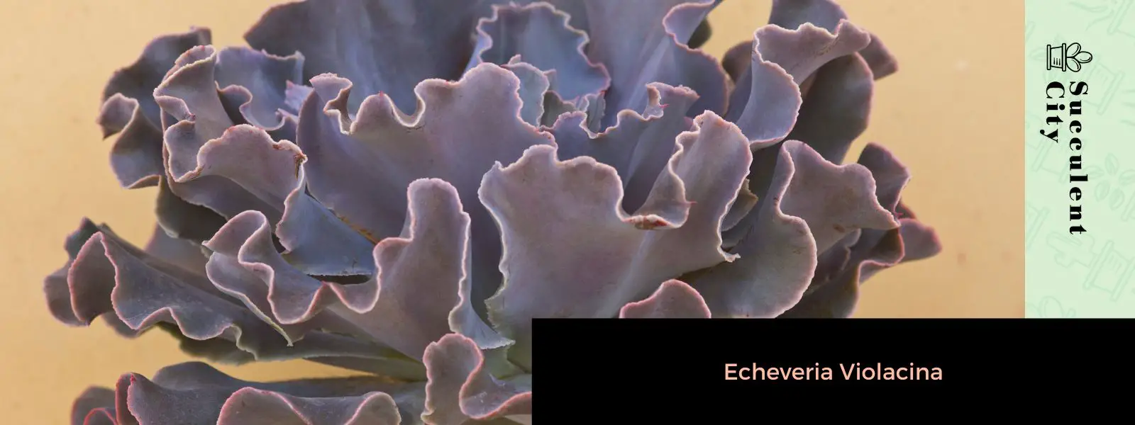 Echeveria violacina Echeveria violacina