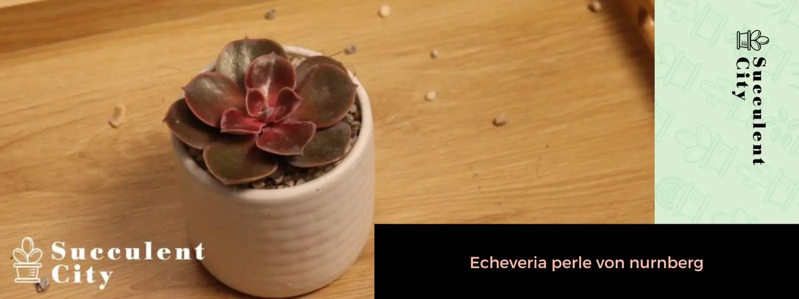 Echeveria 'Perla de Nuremberg' Echeveria 'Perla de Nuremberg'