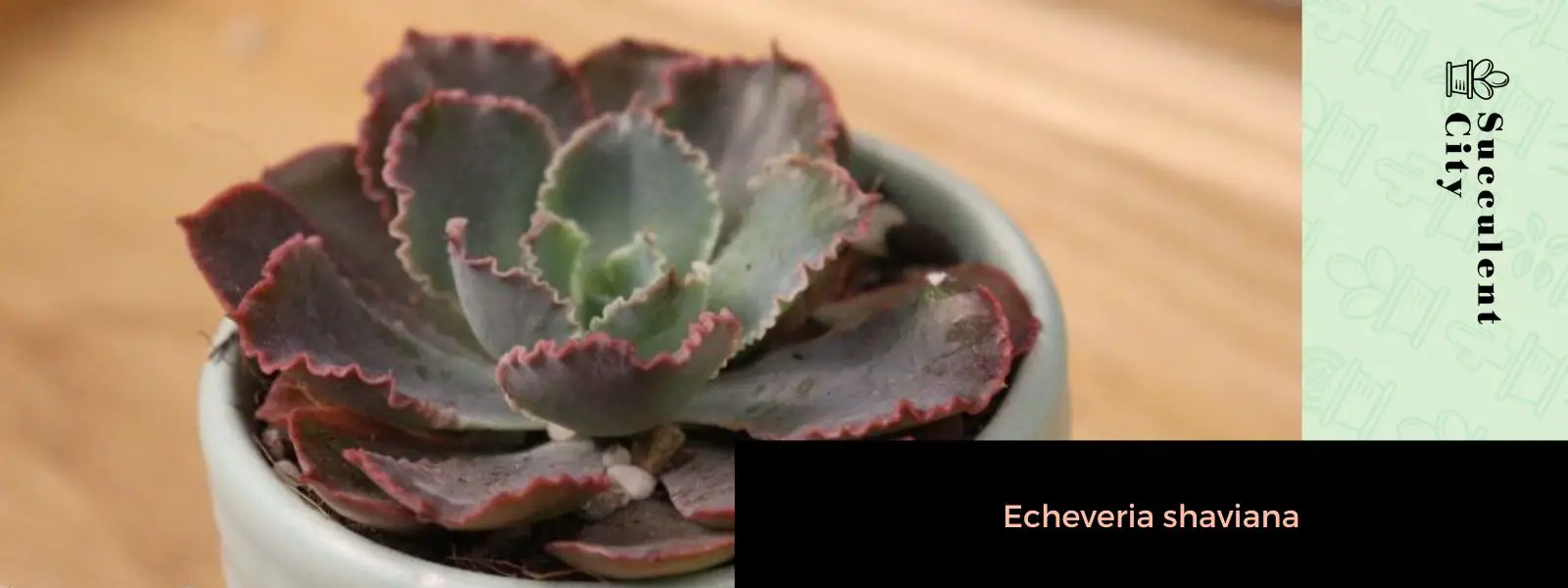 La planta rosada con volantes “Echeveria Shaviana” La planta rosada con volantes “Echeveria Shaviana”