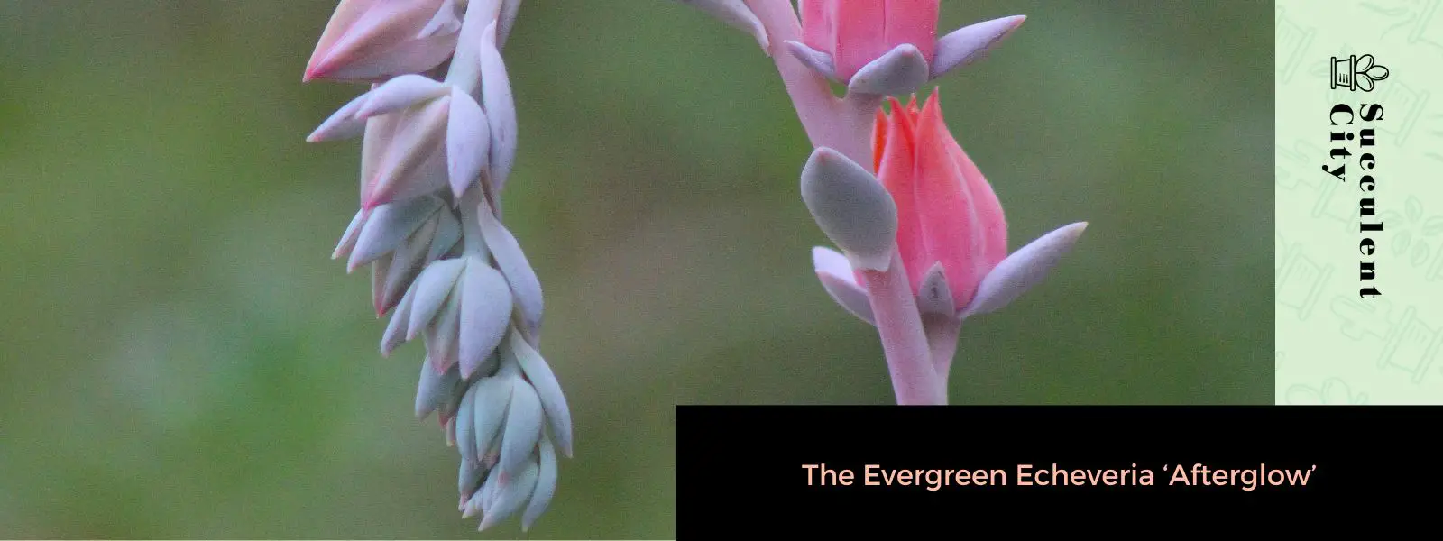 La Echeveria de hoja perenne "Afterglow"