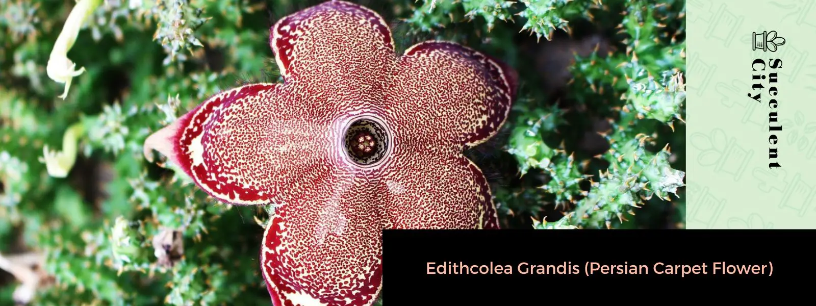 Edithcolea grandis (flor de alfombra persa) Edithcolea grandis (flor de alfombra persa)