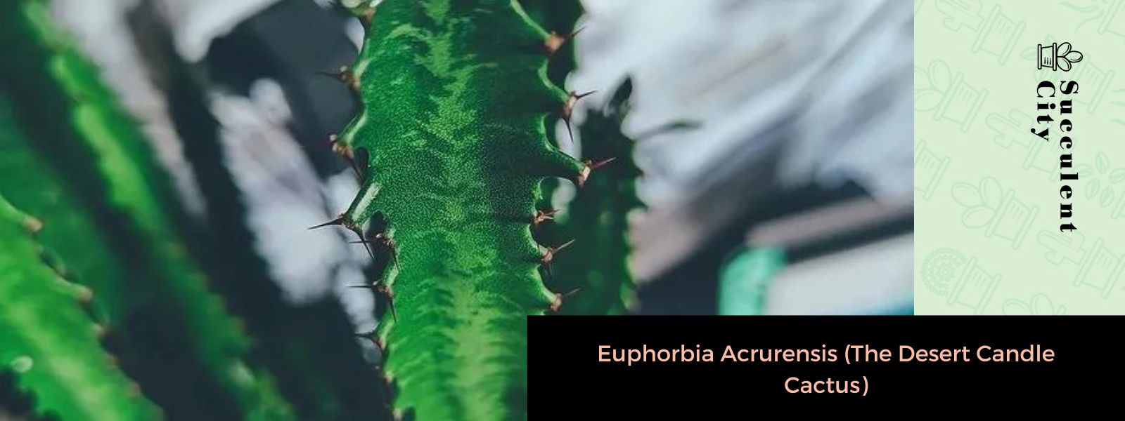 Euphorbia Acrurensis (El cactus vela del desierto)