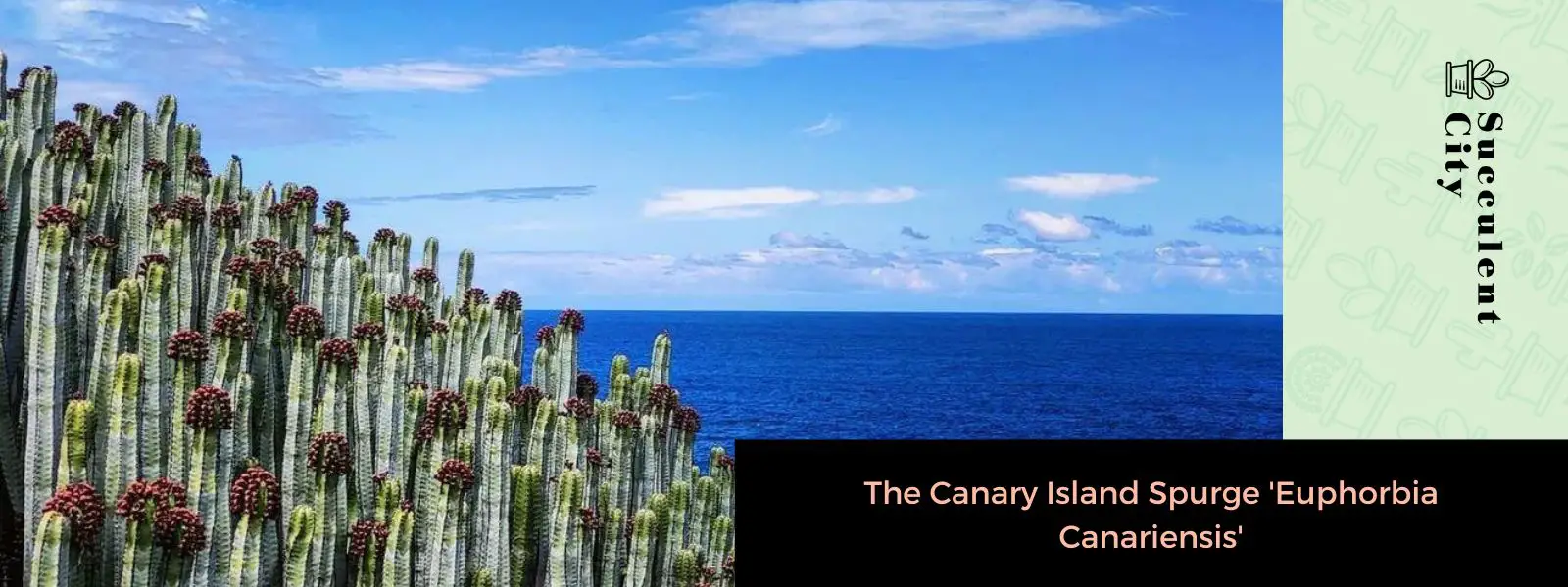 El tártago canario 'Euphorbia Canariensis' El tártago canario 'Euphorbia Canariensis'