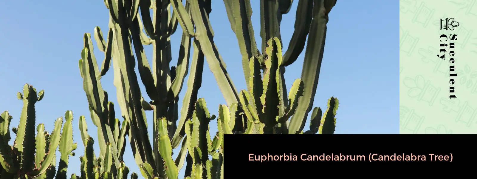 Euphorbia Candelabrum (árbol de candelabros)