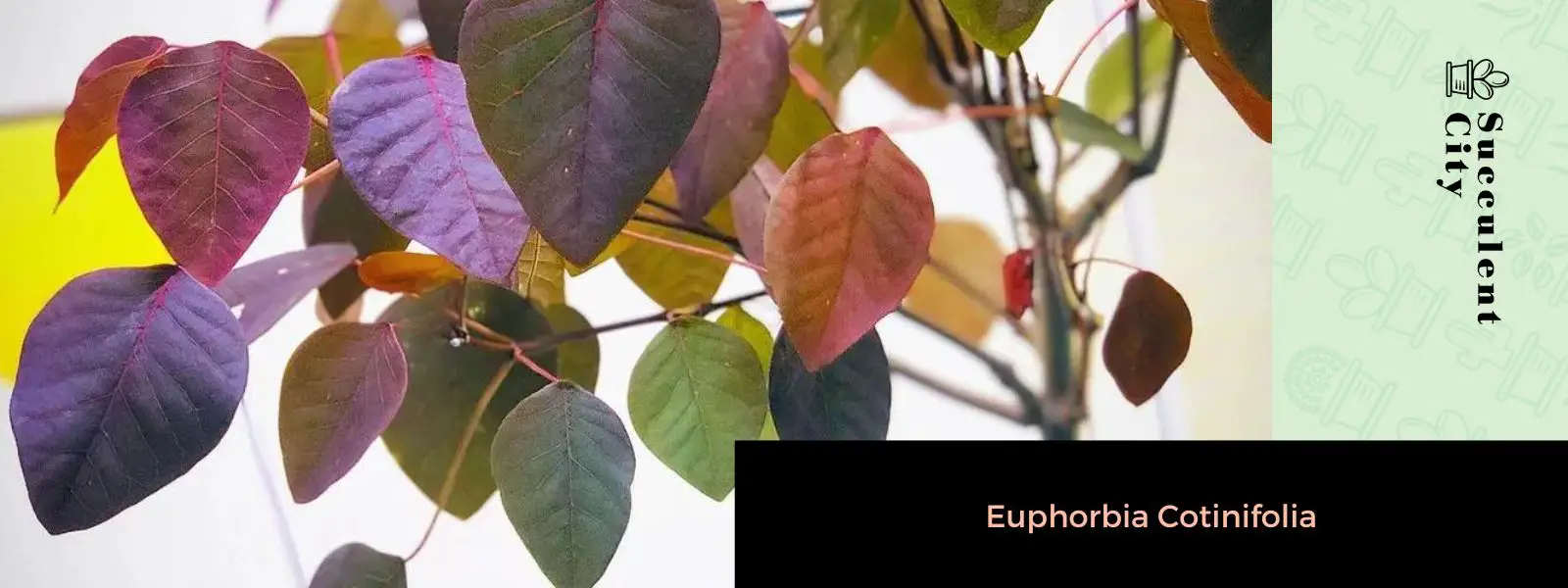 Euforbia Cotinifolia Euforbia Cotinifolia