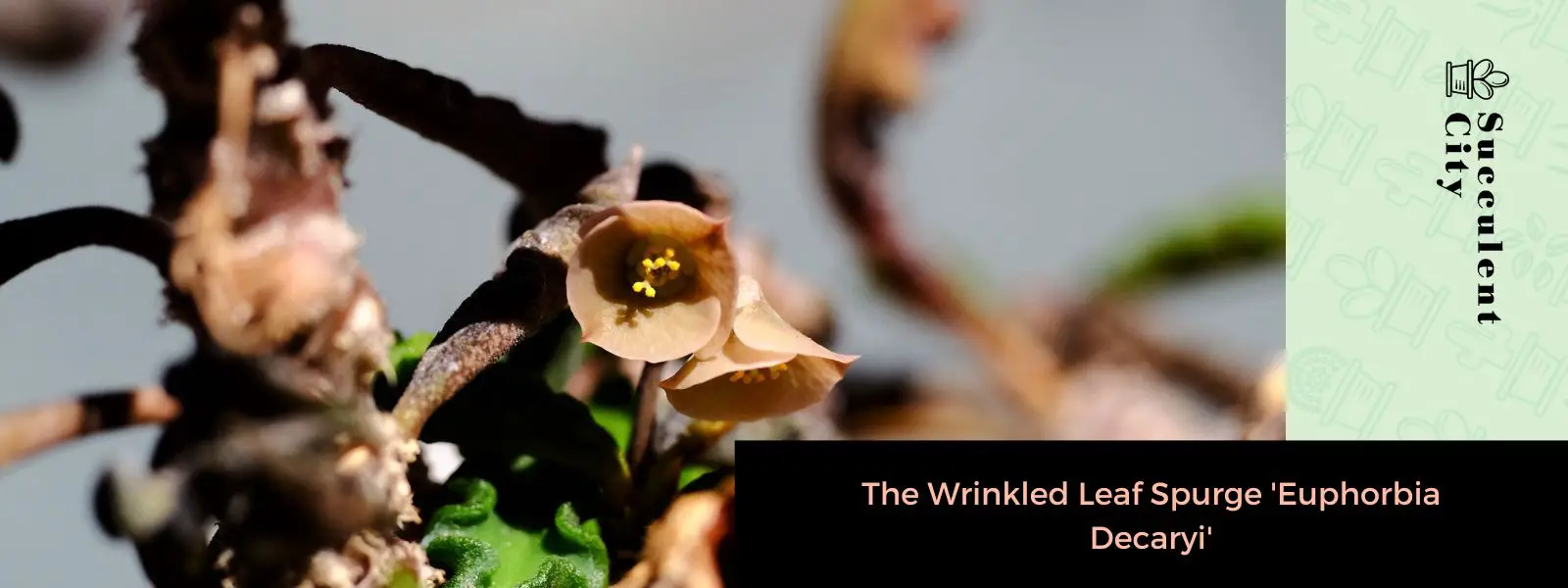 El tártago de hojas arrugadas 'Euphorbia Decaryi' El tártago de hojas arrugadas 'Euphorbia Decaryi'
