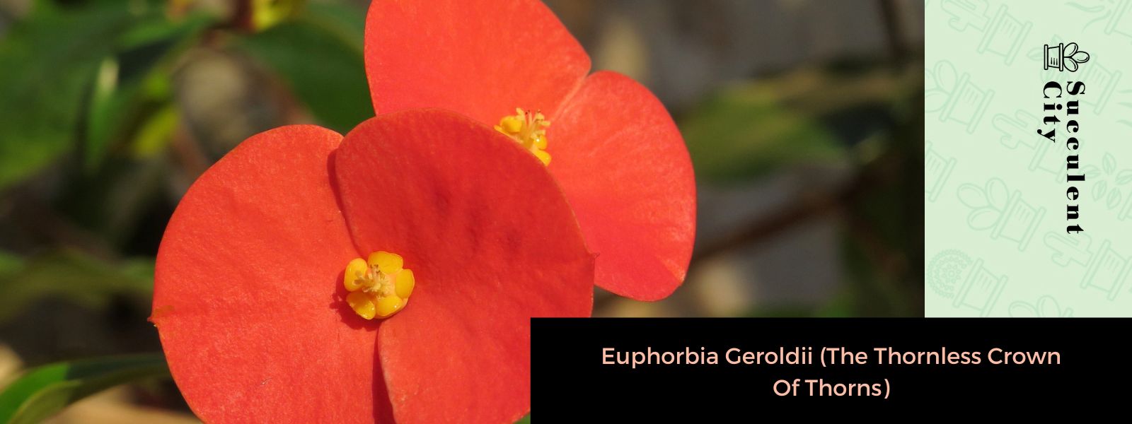 Euphorbia Geroldii (Corona de espinas sin espinas)