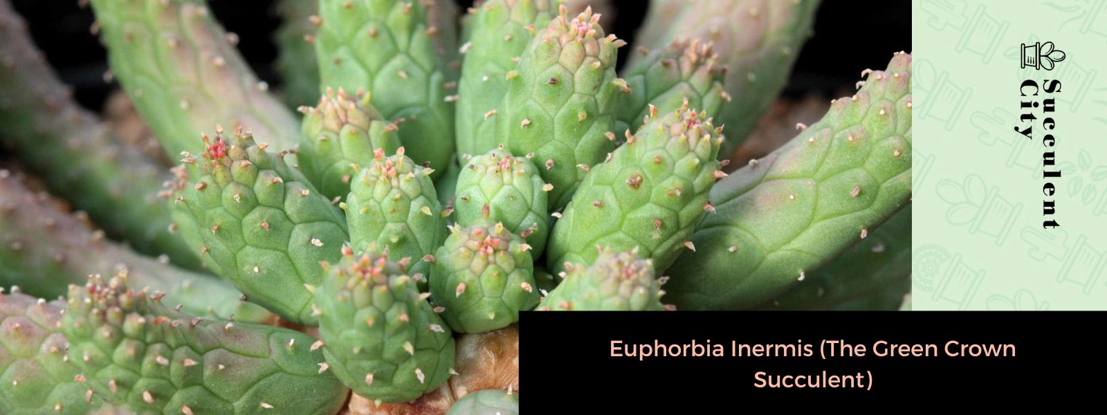 Euphorbia Inermis (La suculenta corona verde)