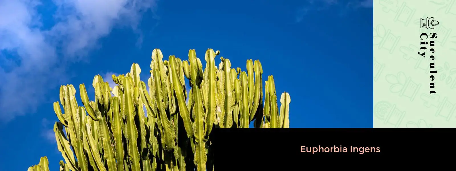 Euforbia Ingens