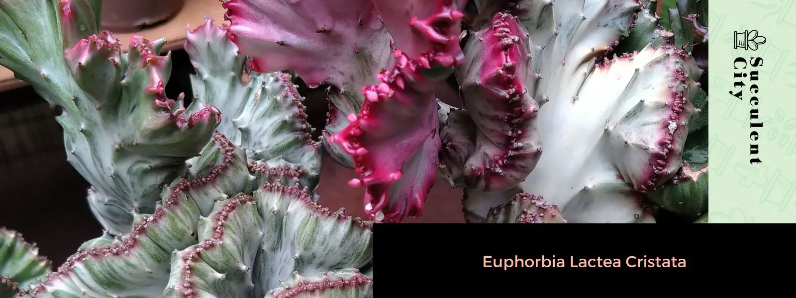 Euphorbia Lactea Cristata Euphorbia Lactea Cristata