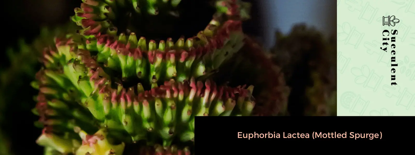Euphorbia Lactea (euforbia manchada)