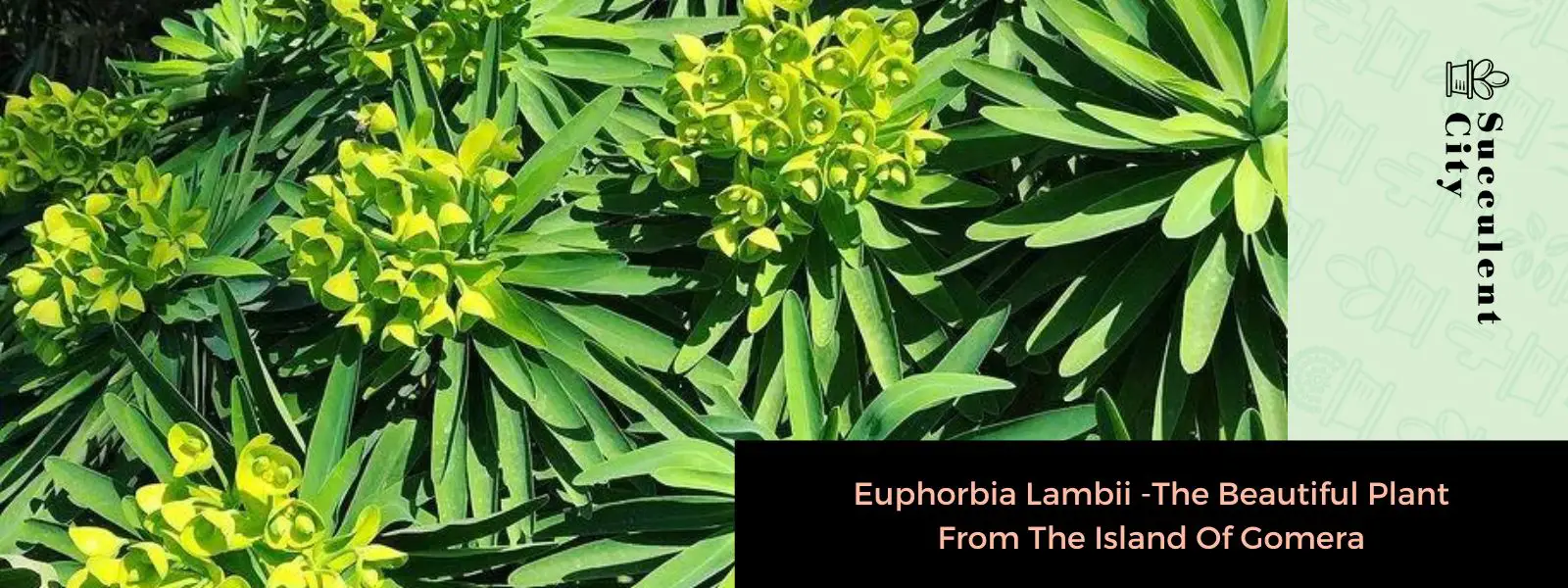 Euphorbia Lambii – La hermosa planta de la isla de La Gomera
