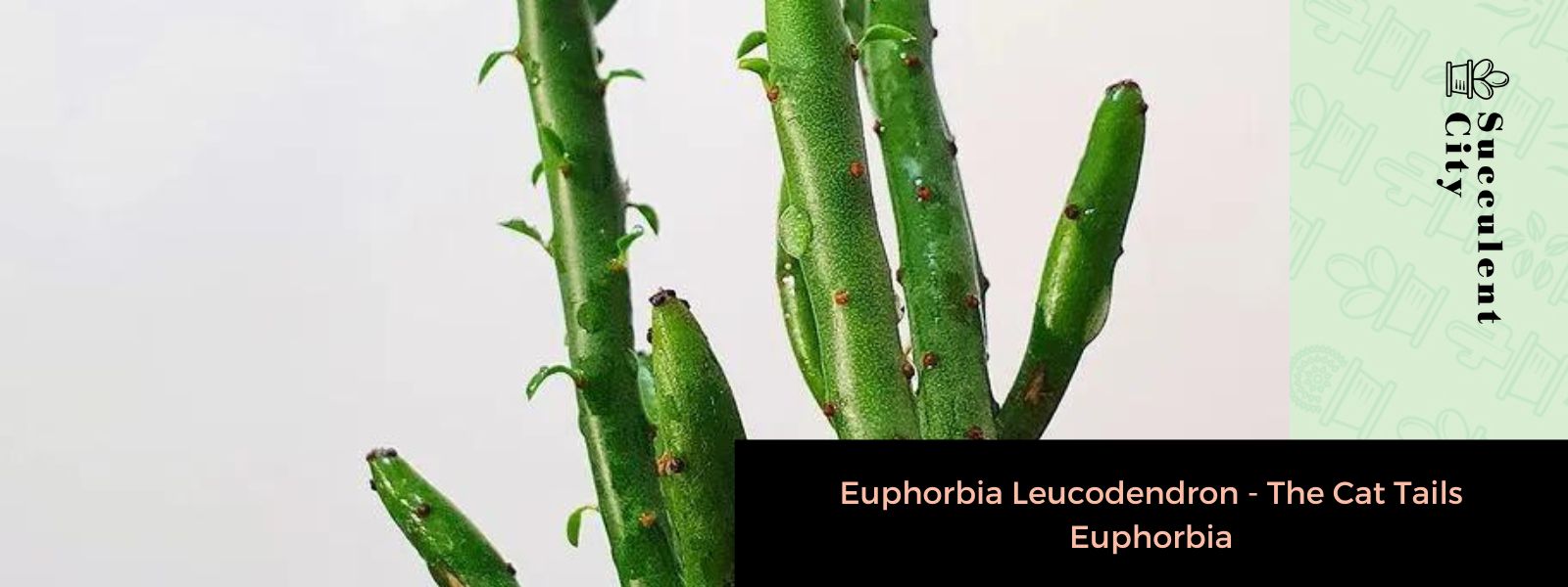Euphorbia Leucodendron – Euphorbia de cola de gato
