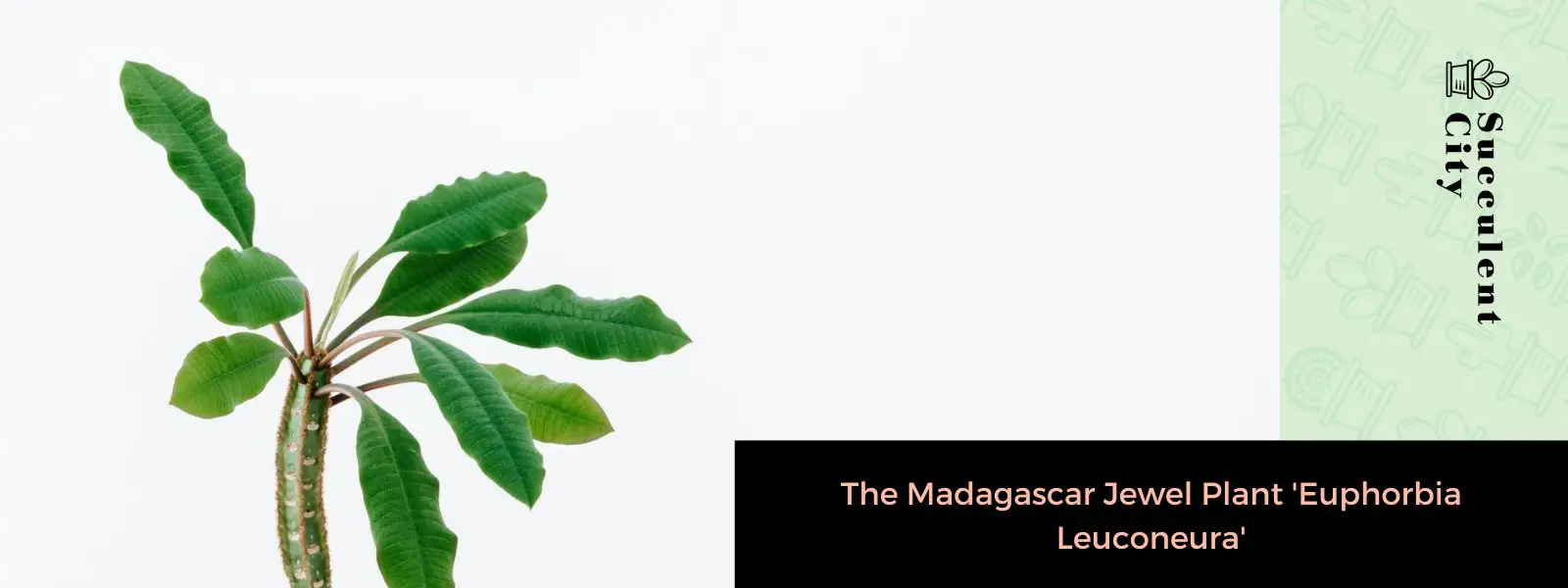 La planta joya de Madagascar “Euphorbia Leuconeura”