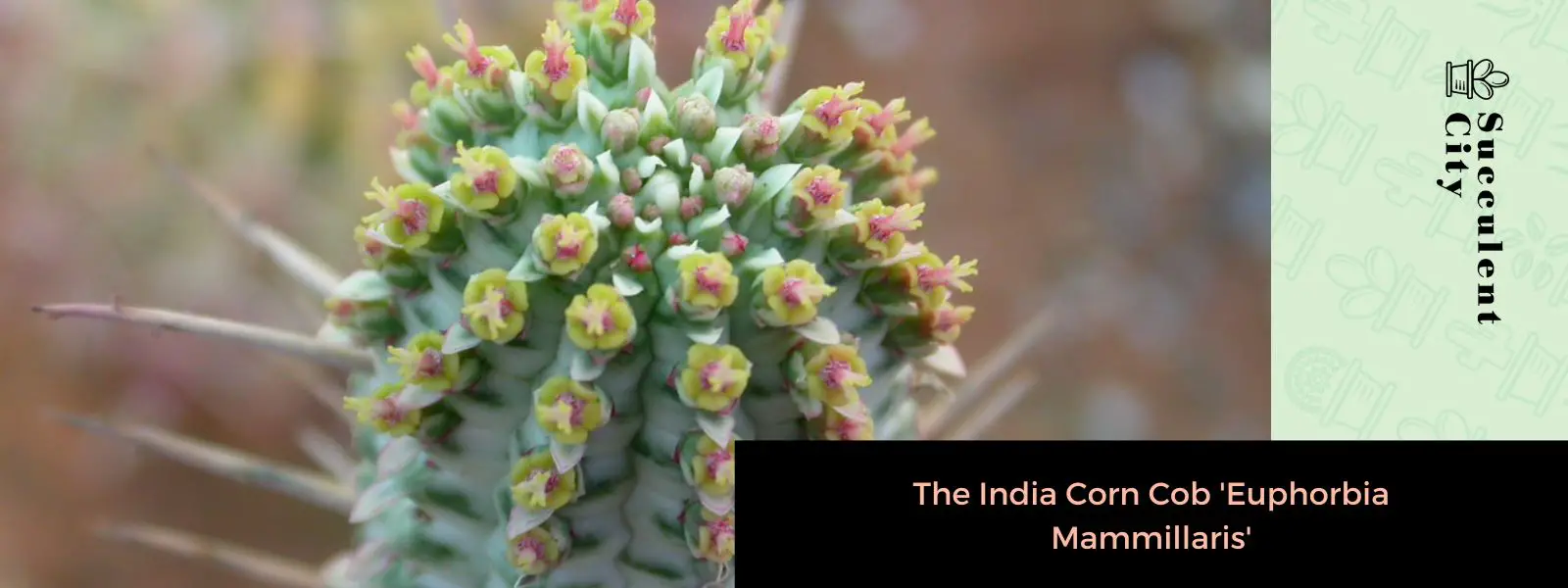 Euphorbia Mammillaris (mazorca de maíz india)