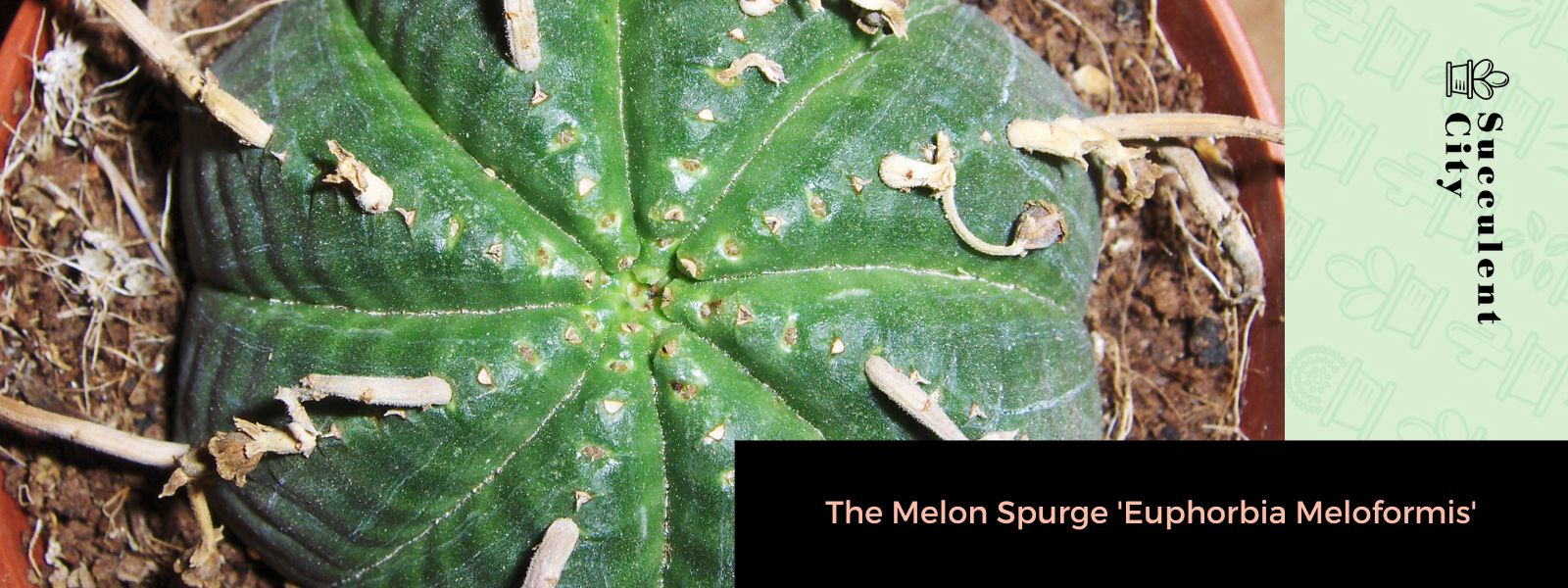 El tártago del melón 'Euphorbia Meloformis'