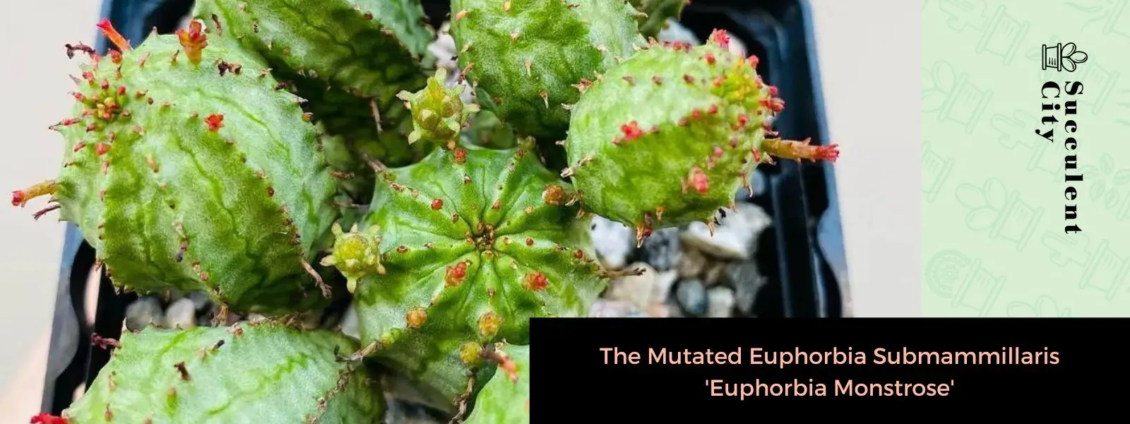 La mutada Euphorbia submammillaris 'Euphorbia Monstrose' La mutada Euphorbia submammillaris 'Euphorbia Monstrose'