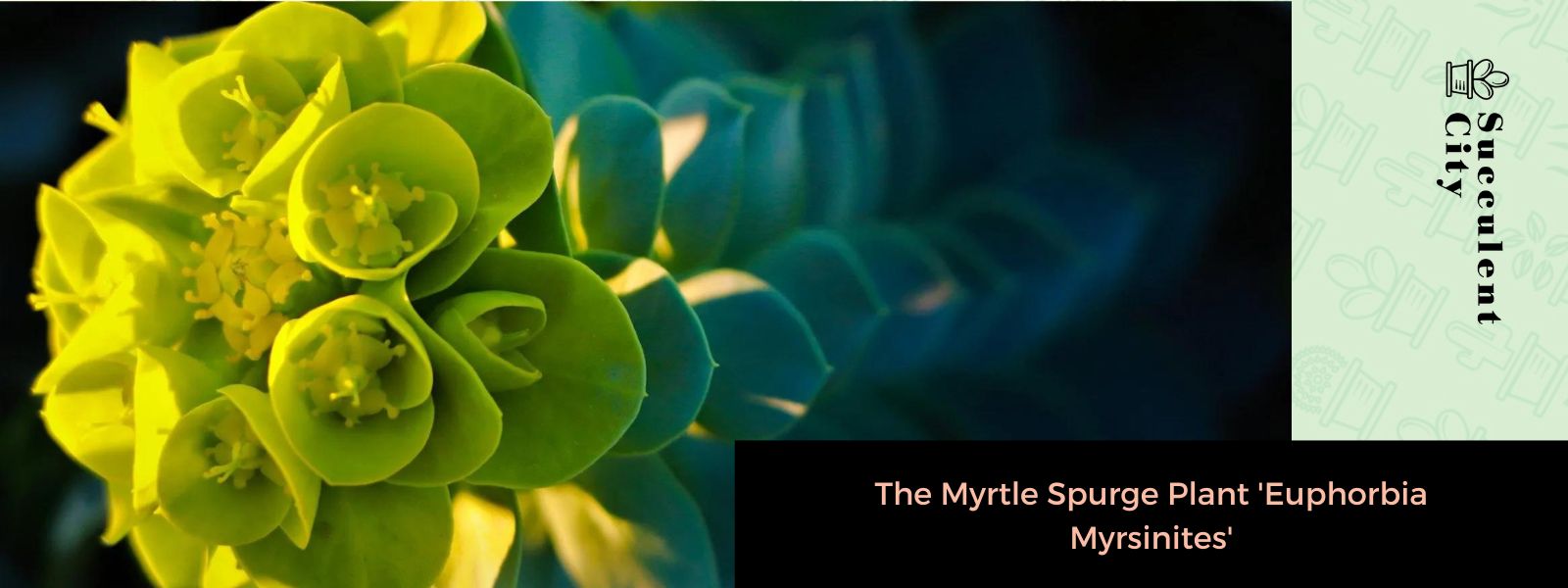 La planta de mirto “Euphorbia Myrsinites”
