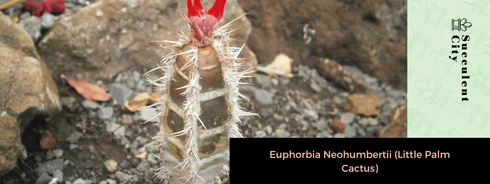 Euphorbia Neohumbertii (pequeño cactus de palma)