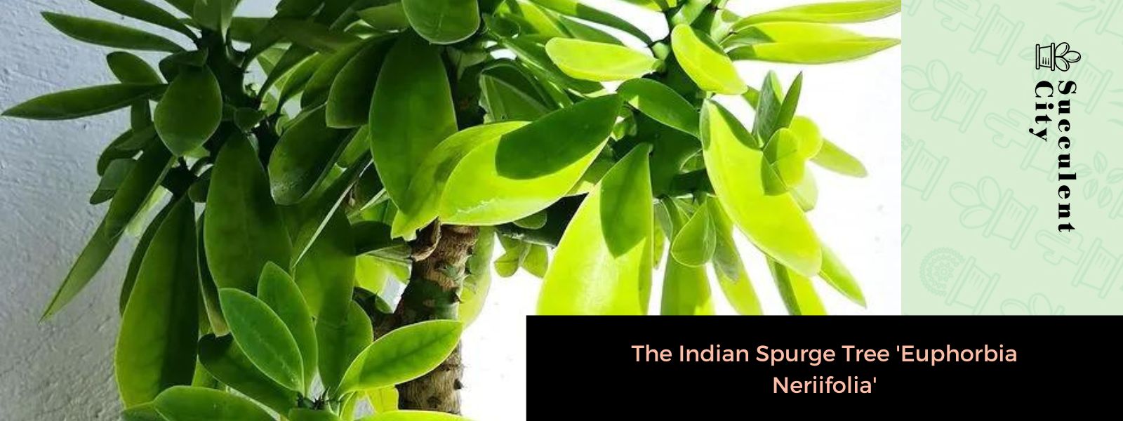 El árbol de algodoncillo indio 'Euphorbia Neriifolia'