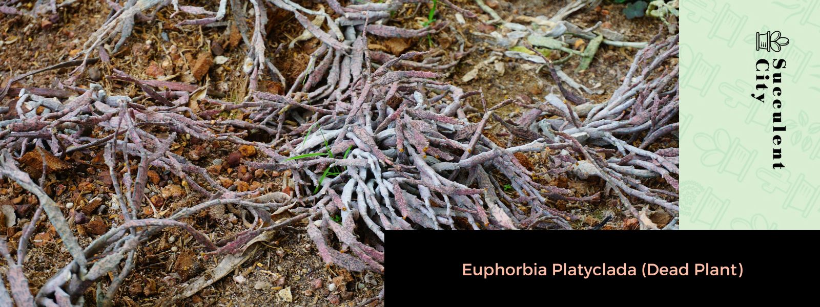Euphorbia platyclada (planta muerta)