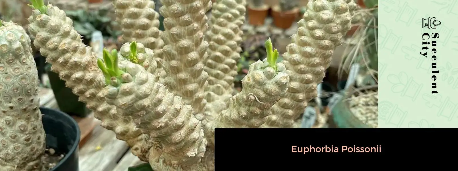 Euforbia Poissonii Euforbia Poissonii