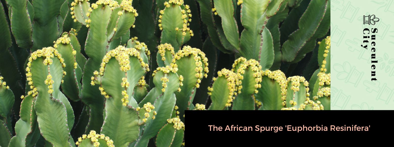 El tártago africano 'Euphorbia Resinifera'