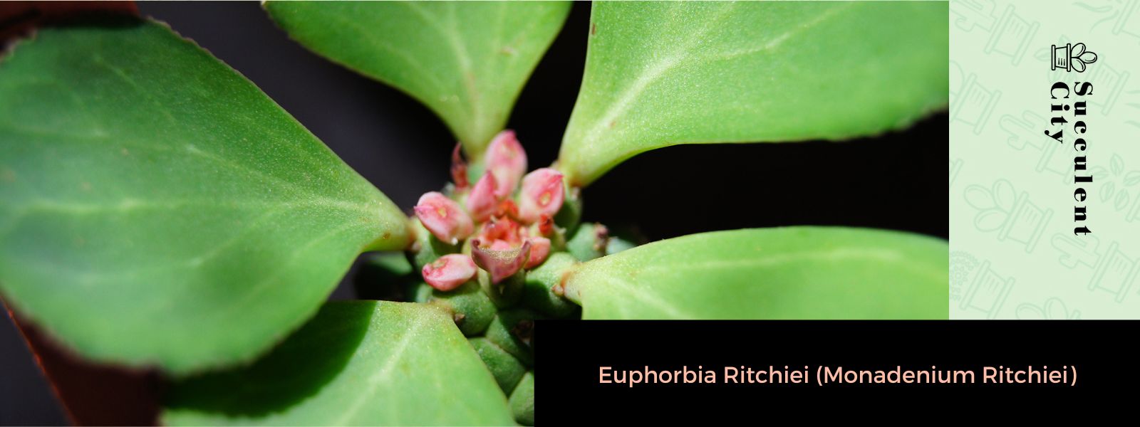 Euforbia Ritchiei (Monadenium Ritchiei)