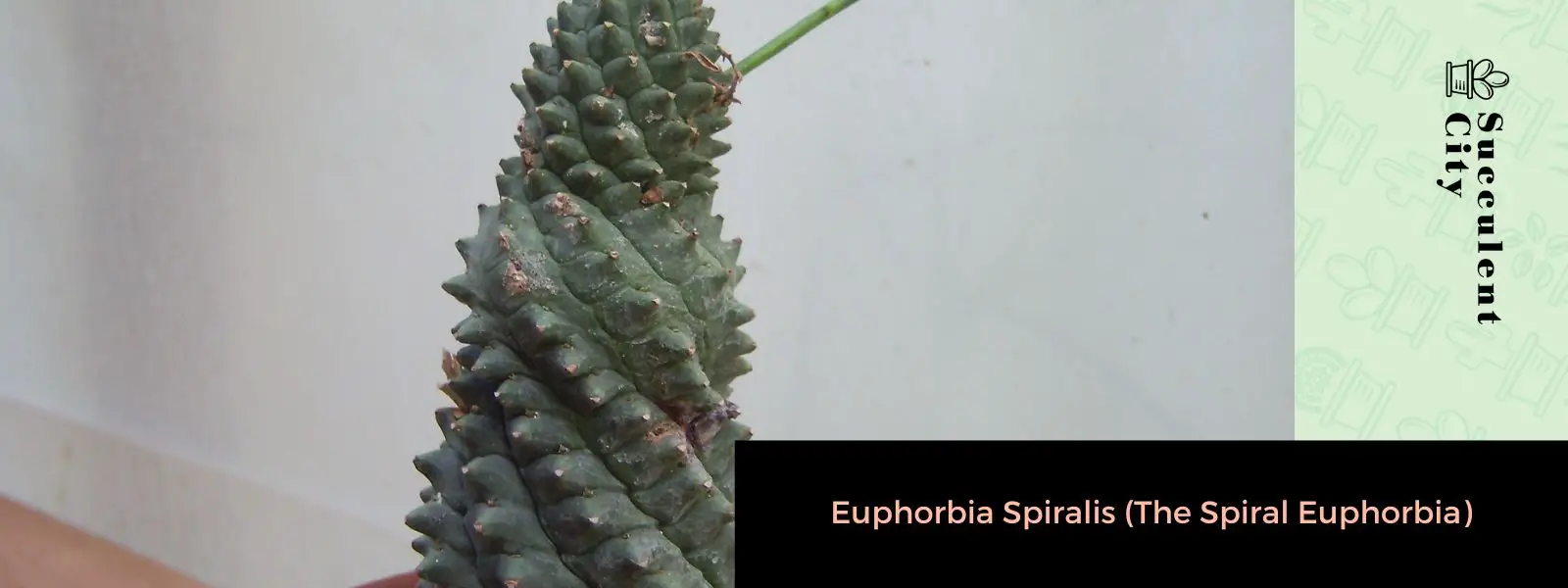Euphorbia Spiralis (La Euphorbia Espiral)