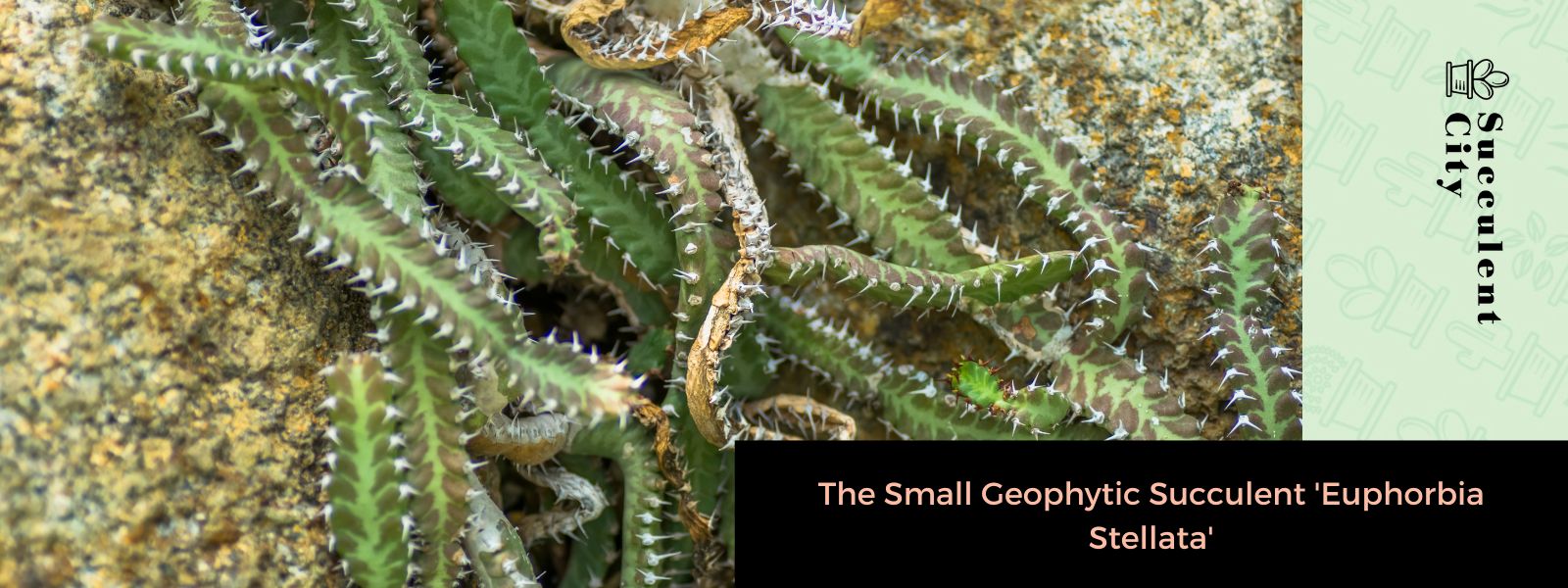 La pequeña suculenta geofítica “Euphorbia Stellata”