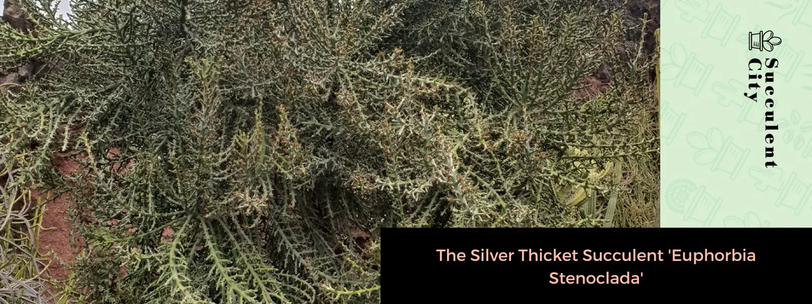 La suculenta mata plateada “Euphorbia Stenoclada”