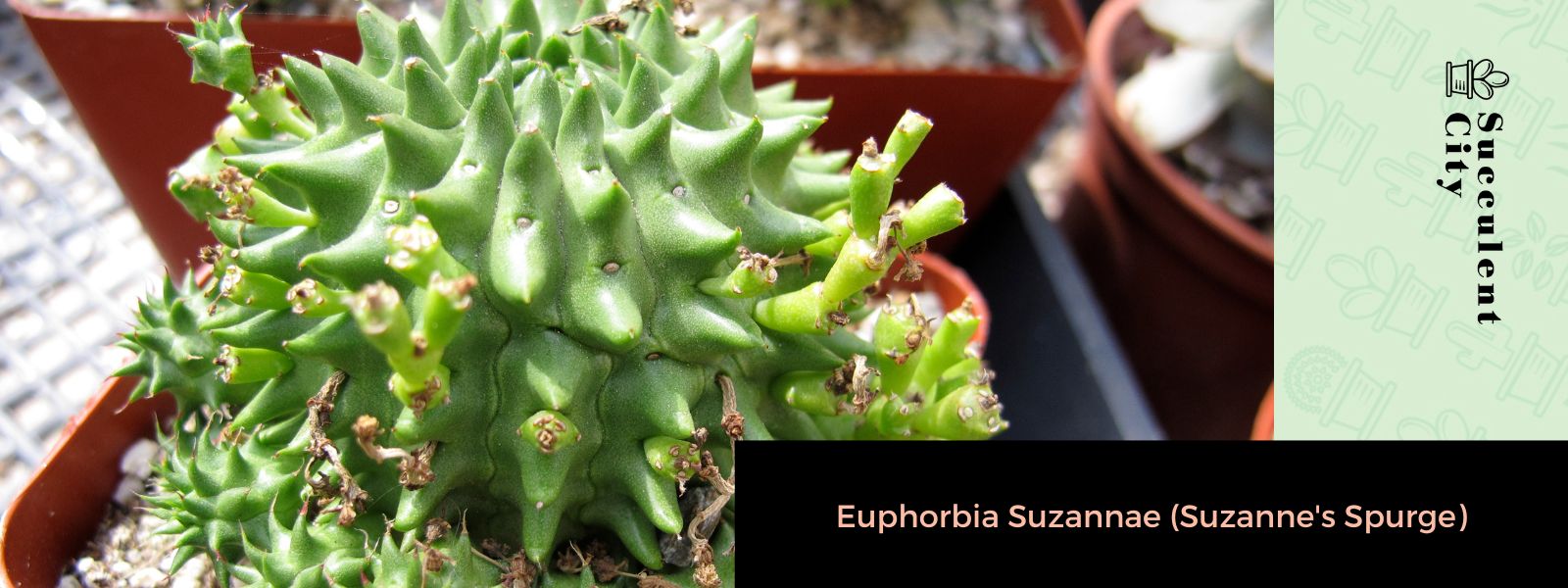 Euphorbia Suzannae (tártago de Suzanne)