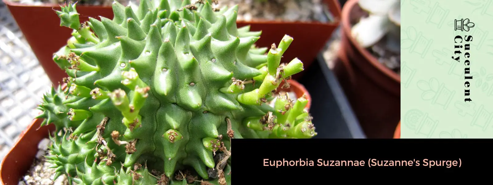 Euphorbia Suzannae (tártago de Suzanne) Euphorbia Suzannae (tártago de Suzanne)