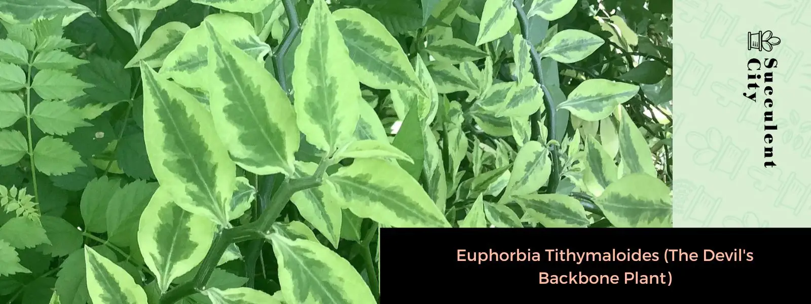 Euphorbia Tithymaloides (planta de la columna vertebral del diablo) Euphorbia Tithymaloides (planta de la columna vertebral del diablo)