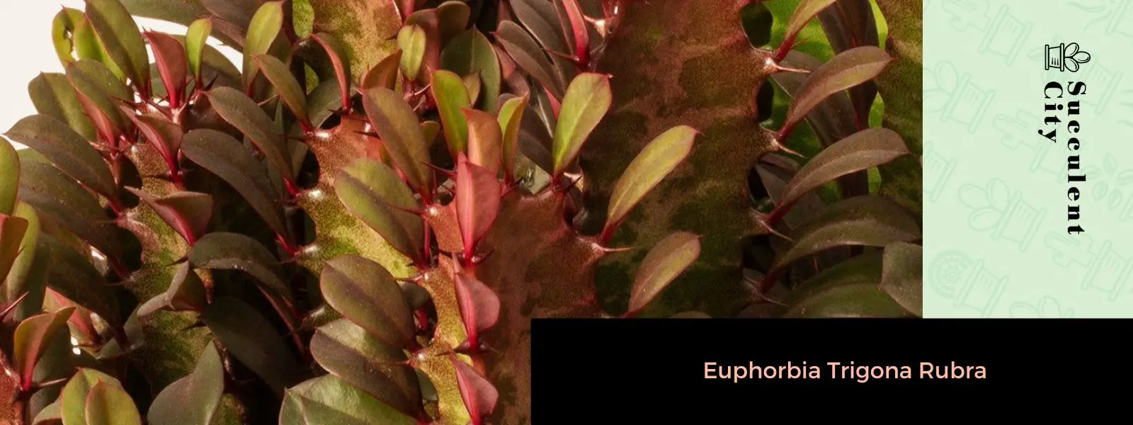 Euphorbia trigona rubra Euphorbia trigona rubra