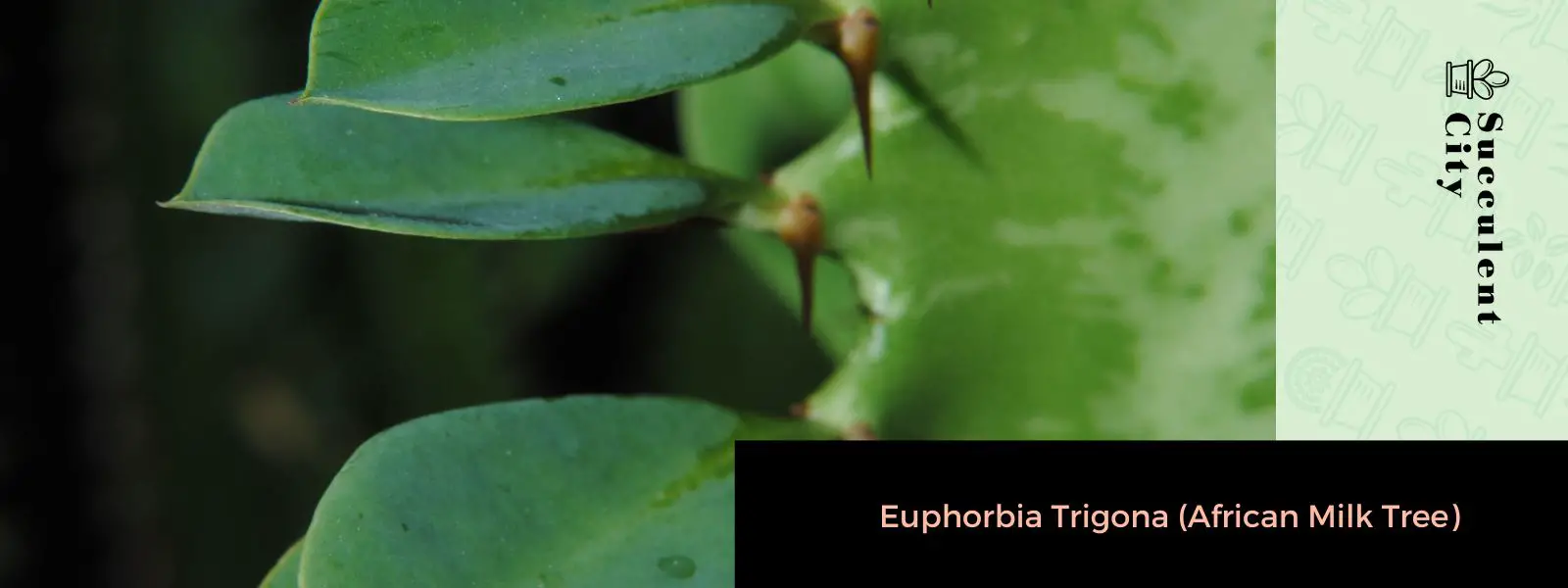 Euphorbia trigona (árbol de la leche africano) Euphorbia trigona (árbol de la leche africano)