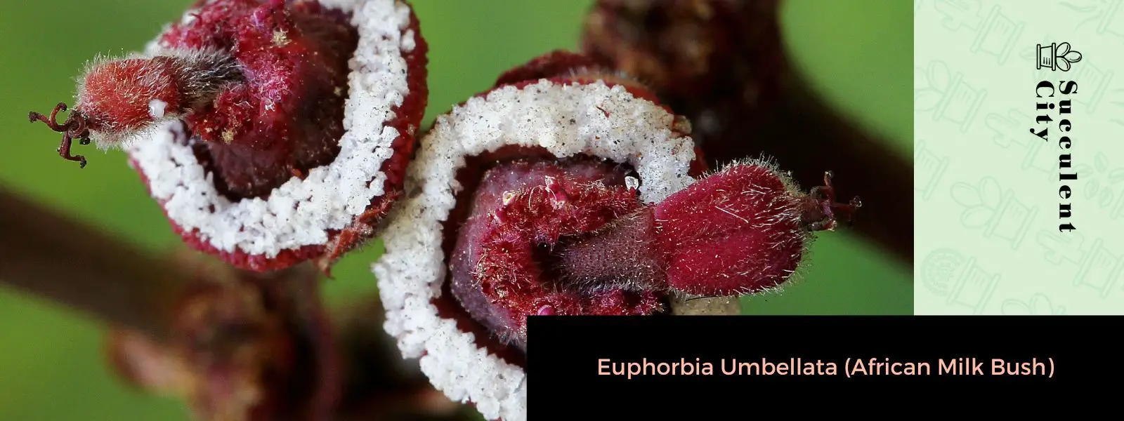Euphorbia Umbellata (leche africana)