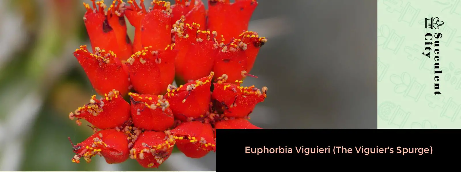 Euphorbia viguieri (El tártago de Viguier)